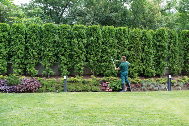 Best Arborist Consultation Services  in Englewood Cliffs, NJ